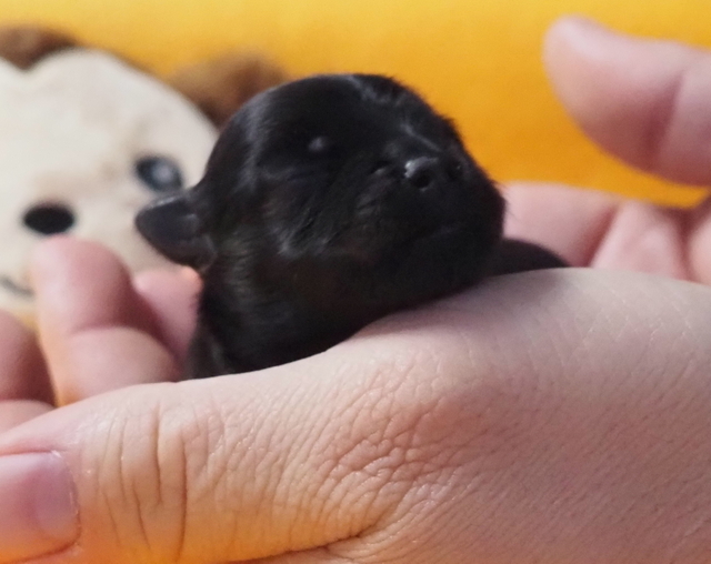 Unser Zweitgeborener Yoschi, Goldzobel. Image