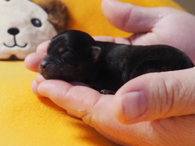 Unser Erstgeborener Yasin, Rotzobel Image