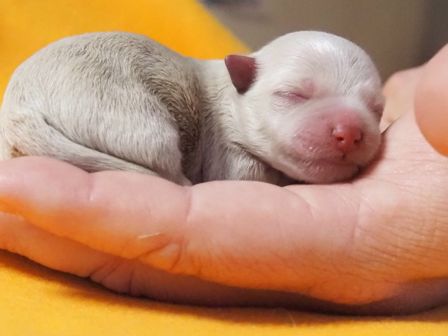 Unsere Drittgeborene Yoyo, apricot mit weißen Abzeichen Image